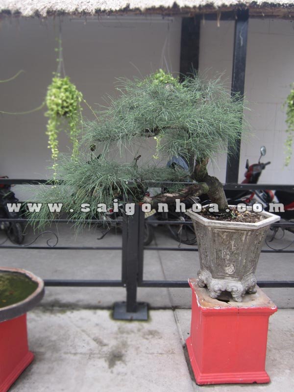 Cây Phi Lao Bonsai