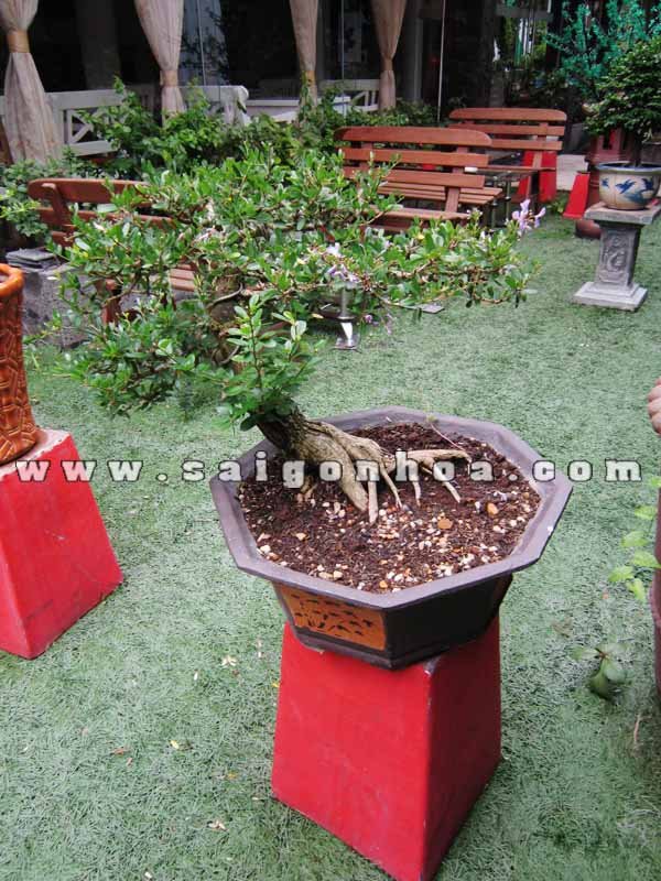 Cây Linh Sam Bonsai