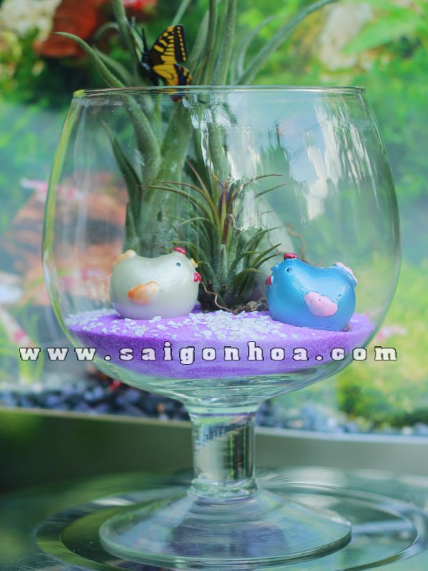 Tiểu Cảnh Cây Không Khí Vườn Nhà