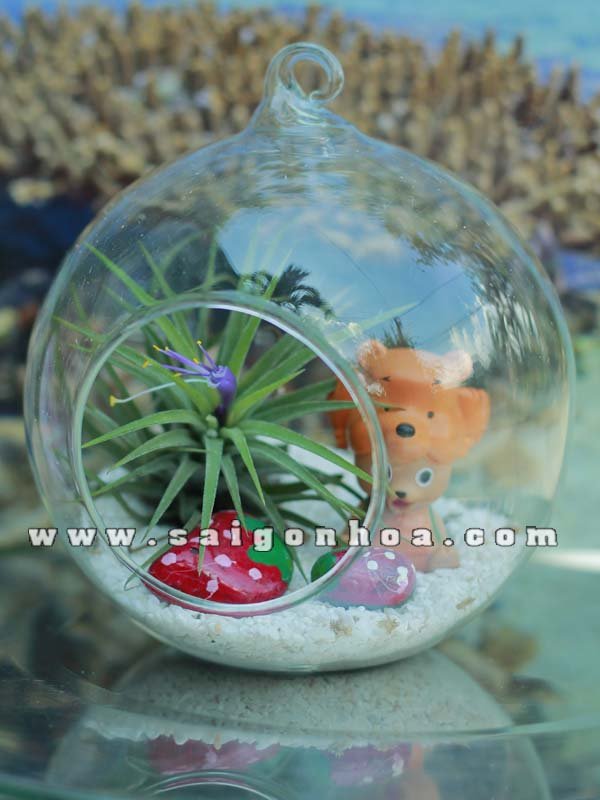 Cây Không Khí Quả Cầu Để Bàn