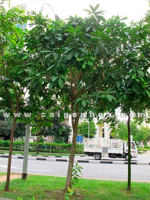 Cây Chiếc