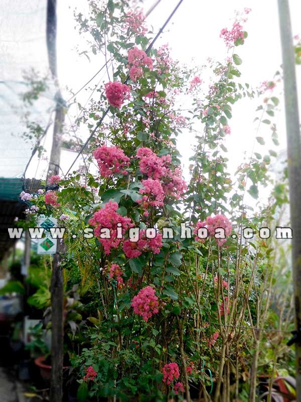 Cây Hoa Tường Vi