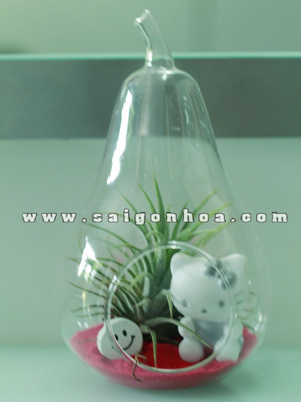 Cây Không Khí Chậu Thuỷ Tinh Kitty