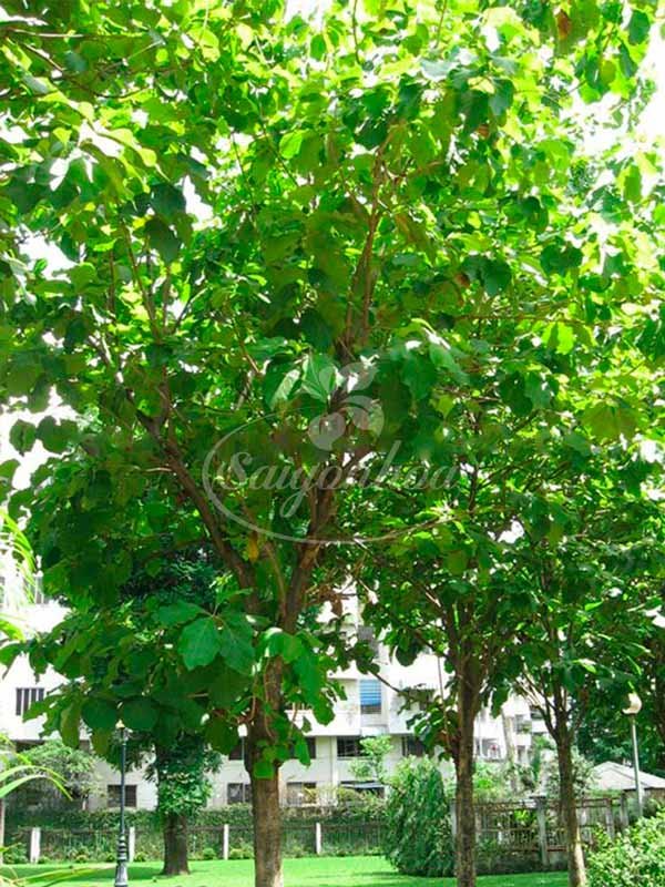 Cây Tếch