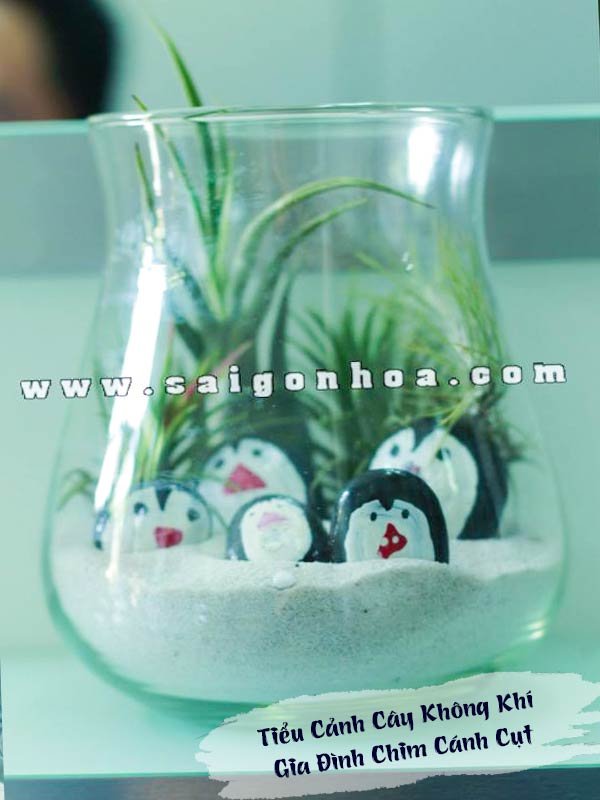 Tiểu Cảnh Cây Không Khí Gia Đình Chim Cánh Cụt
