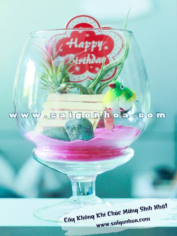 Tiểu Cảnh Cây Không Khí Chúc Mừng Sinh Nhật