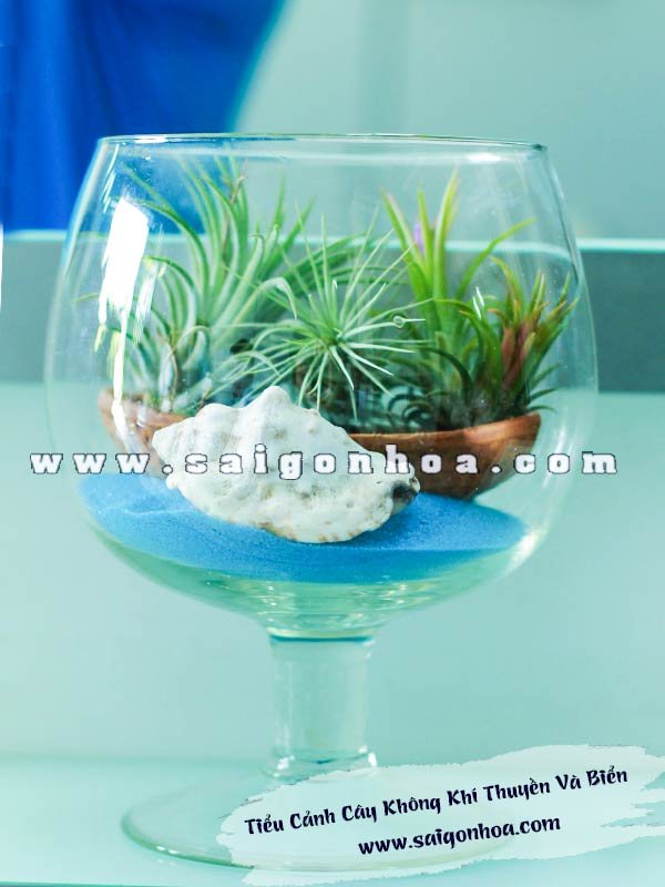 Tiểu Cảnh Cây Không Khí Thuyền Và Biển
