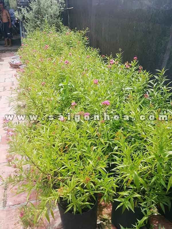 Cây Hoa Liễu Hồng