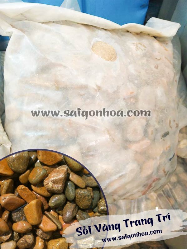 Sỏi Vàng