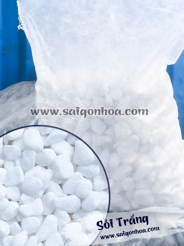 Sỏi Trang Trí Chậu Cây Nội Thất