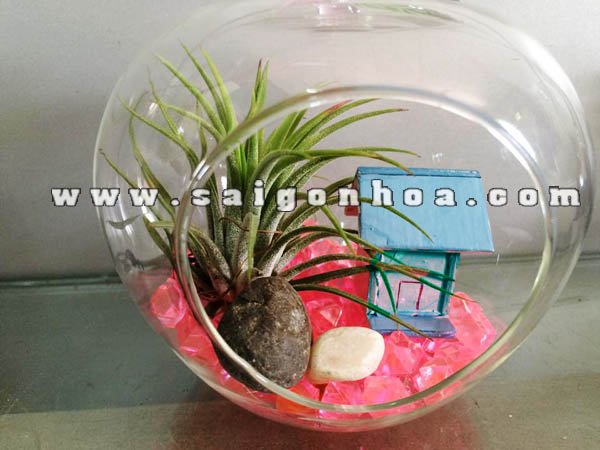 Cây Không Khí Ngôi Nhà Hạnh Phúc
