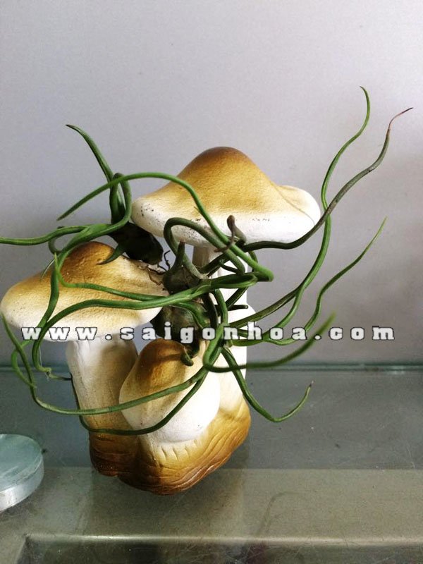 Cây Không Khí Chiếc Nấm
