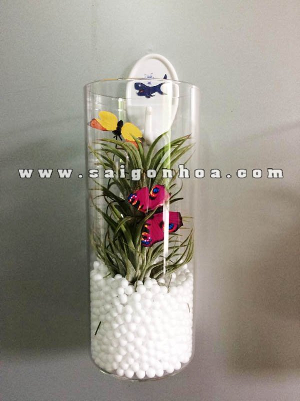 Cây Không Khí Chậu Thuỷ Tinh Trụ Treo Tường