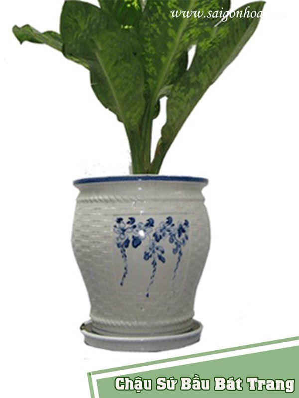 Chậu Sứ Bầu Bát Tràng