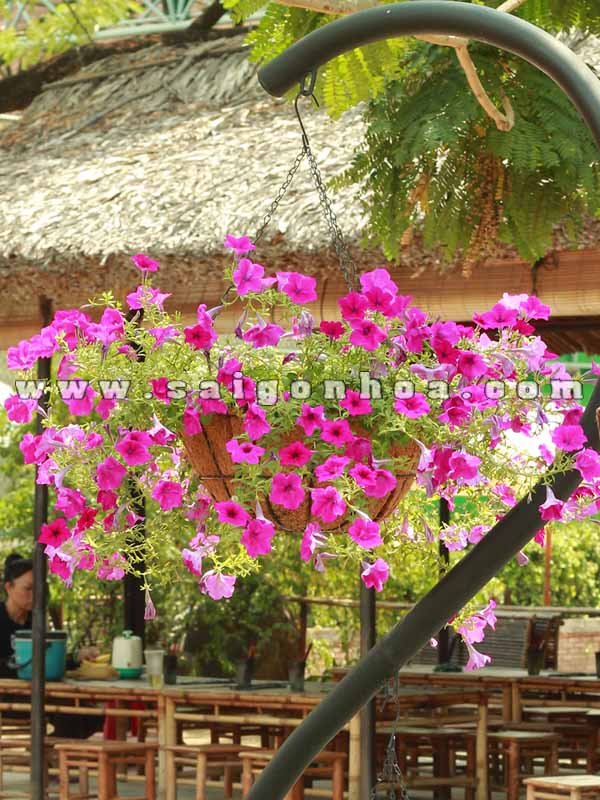 Hoa Dã Yến Thảo Hồng Chậu Treo