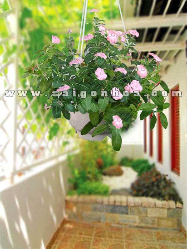 Cây Hoa Dừa Cạn Hồng Nhạt Chậu Treo