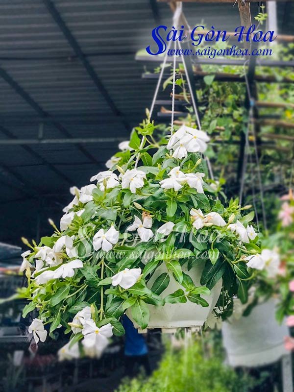 Cây Hoa Dừa Cạn Trắng Chậu Treo