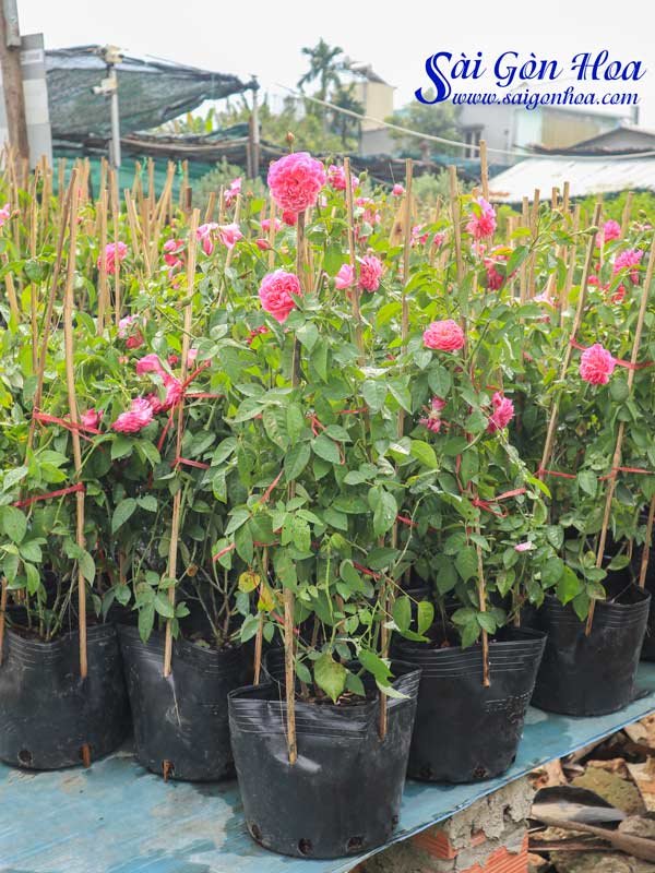 Cây Hoa Hồng Leo Trồng hàng Rào