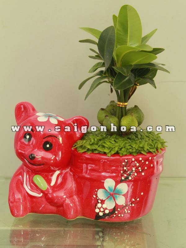 Cây May Mắn Tài Lộc Chậu Ly Chú Gấu