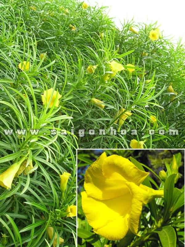 Cây Thông Thiên Trồng Hàng Rào