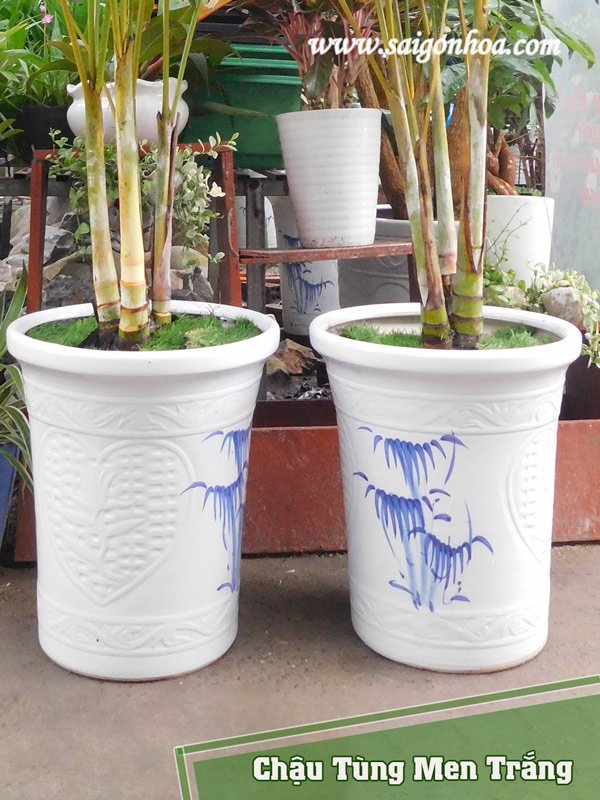 Chậu Tùng Men Trắng