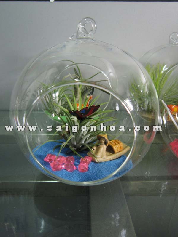 Cây Không Khí Tiểu Cảnh Thuyền Câu