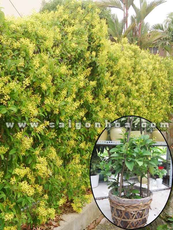 Dây Kim Đồng Trồng Hàng Rào