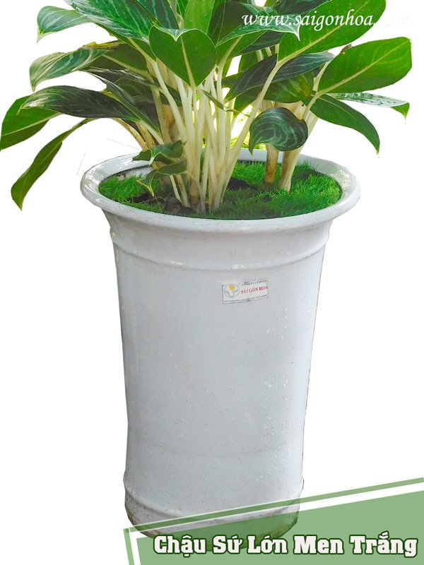 Chậu Sứ Lớn Men Trắng