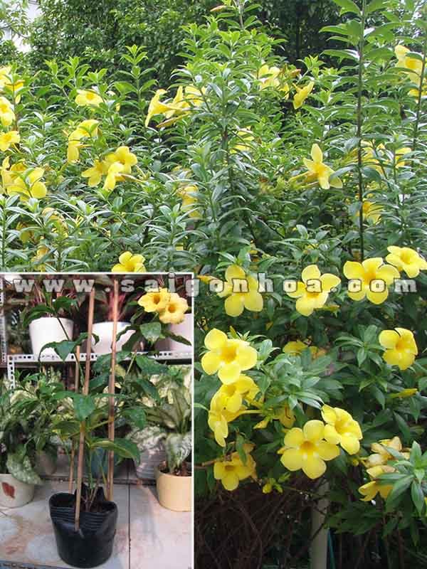 Cây Huỳnh Anh Trồng Hàng Rào