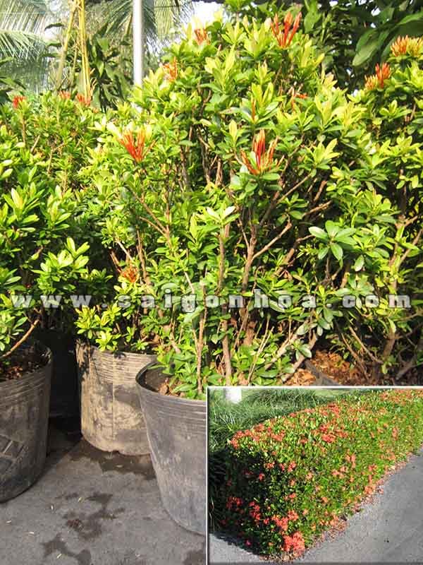 Cây Bông Trang Trồng Hàng Rào