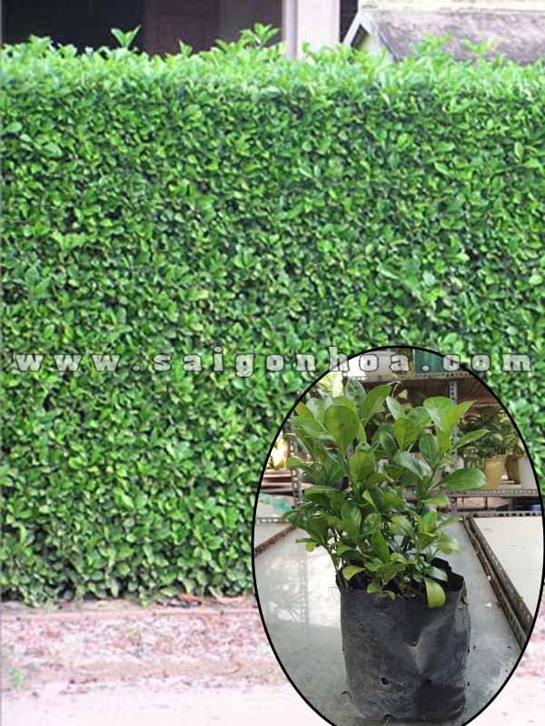 Cây Ắc Ó Trồng Hàng Rào