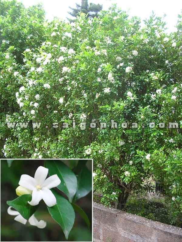 Cây Hoa Nguyệt Quế Trồng Hàng Rào