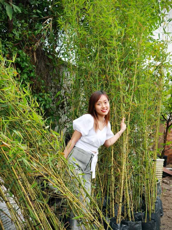 Cây Trúc Quân Tử Trồng Hàng Rào