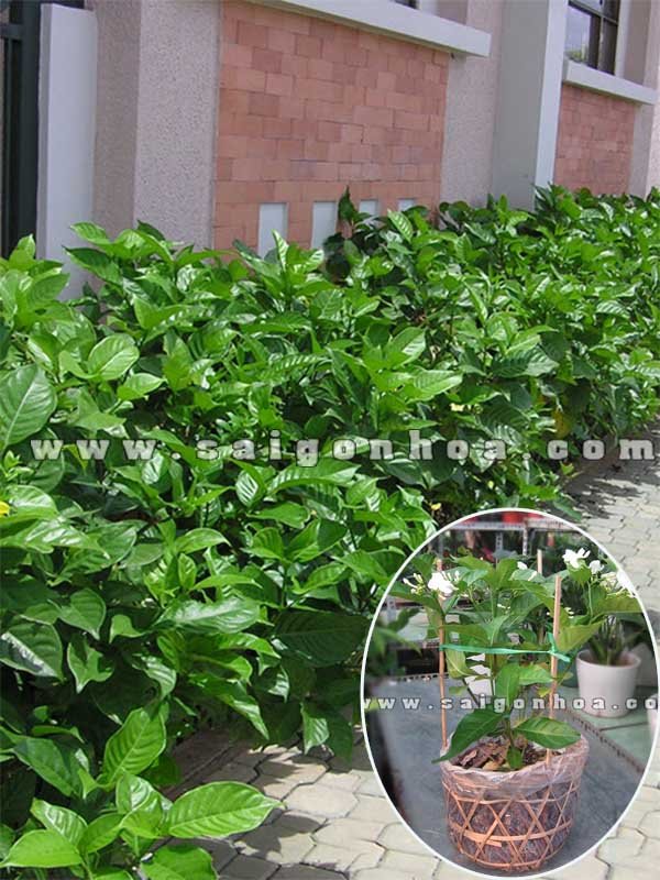 Cây Hoa Lài Trâu Trồng Hàng Rào