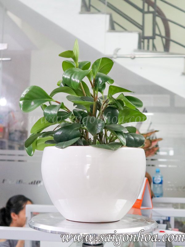 Cây Trường Sinh Để Bàn