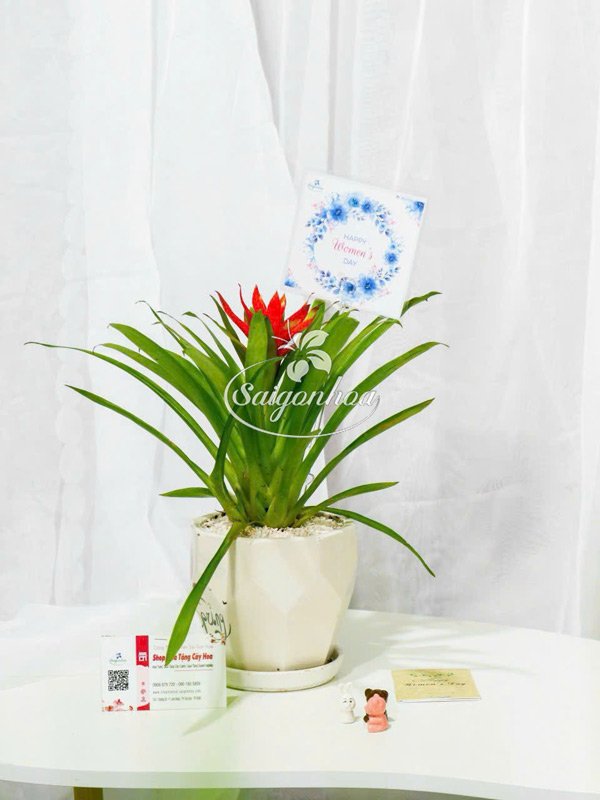 Chậu Cây Dứa Cảnh Nến