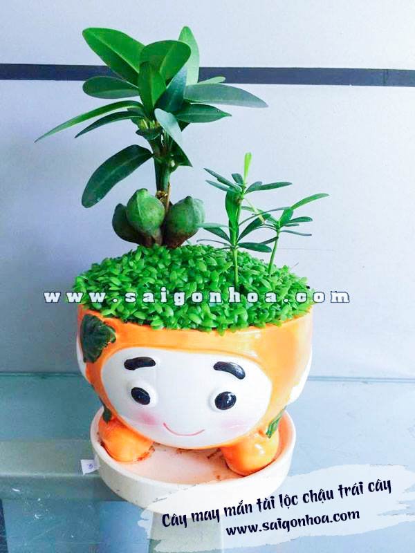 Cây May Mắn Tài Lộc Chậu Trái Cây