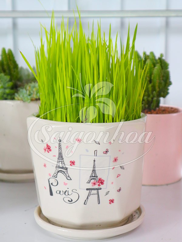 Cây Mạ Non