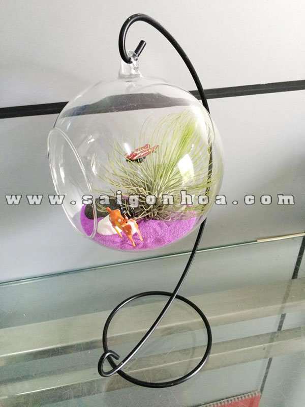 Tiểu Cảnh Cây Không Khí Khúc Giao Mùa