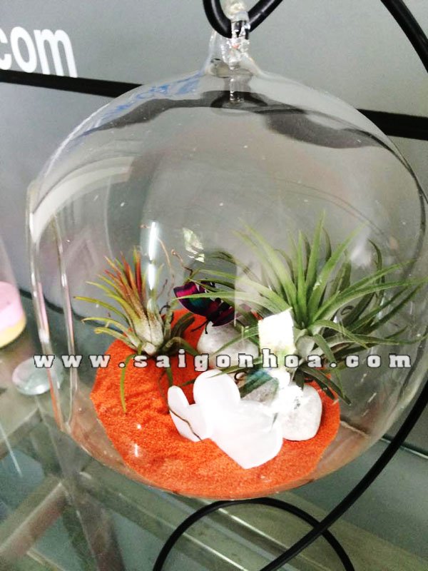 Tiểu Cảnh Cây Không Khí Nắng Rộn Rã
