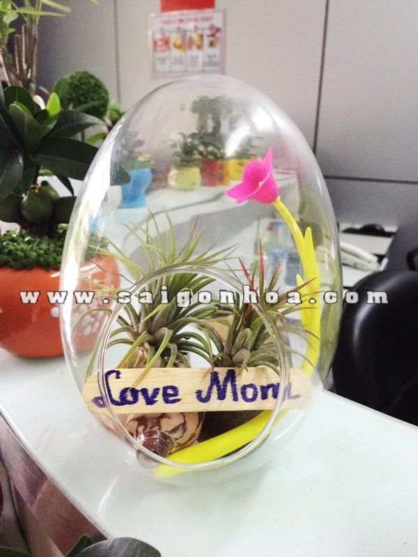 Tiểu Cảnh Cây Không Khí Ngày Của Mẹ