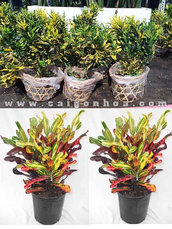 Cây Ruột Gà