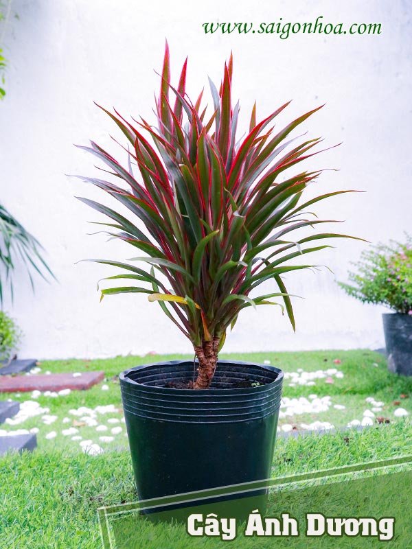 Cây Hồng Phúc Vũ