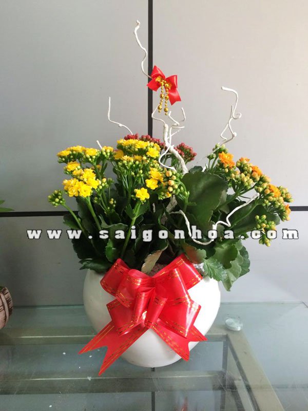 Chậu Hoa Sống Đời Quà Tặng