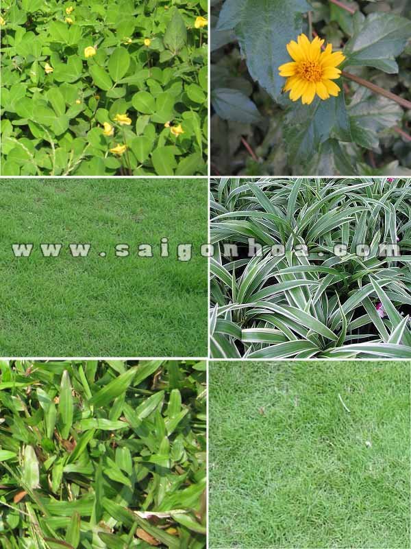 Cỏ Trồng Nền Các Loại