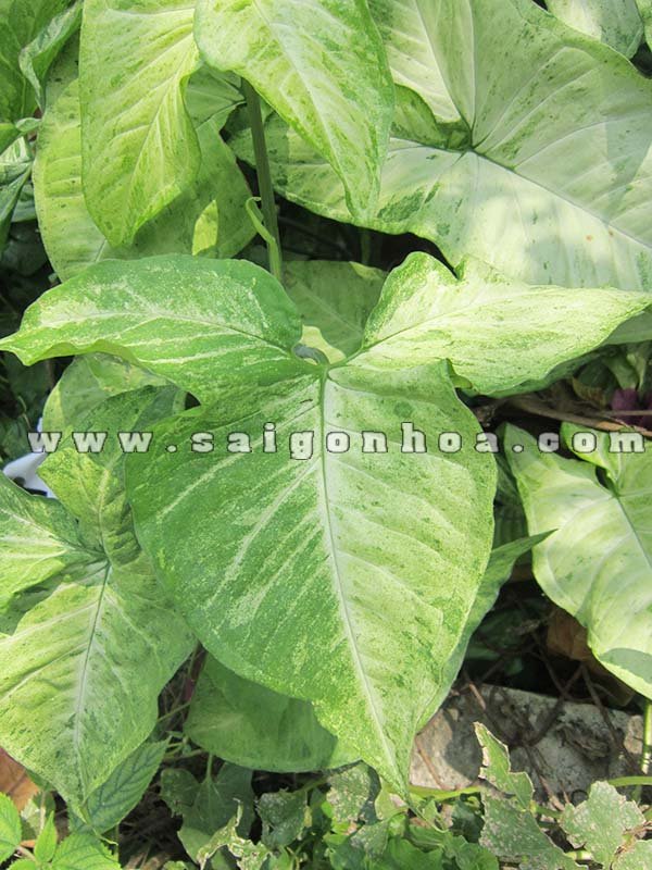 Cây Trầu Bà Trắng