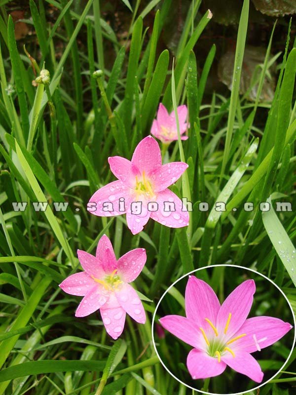 Cây Hẹ Hồng