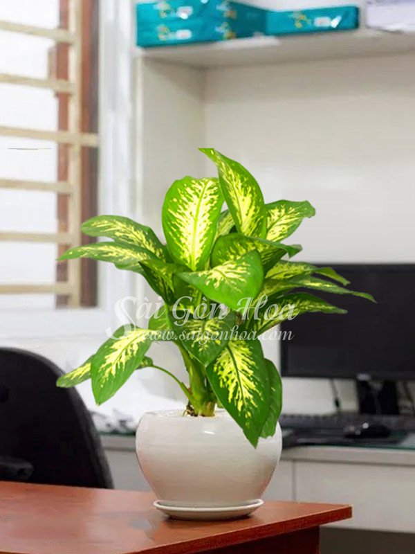 Cây Vạn Niên Thanh Để Bàn