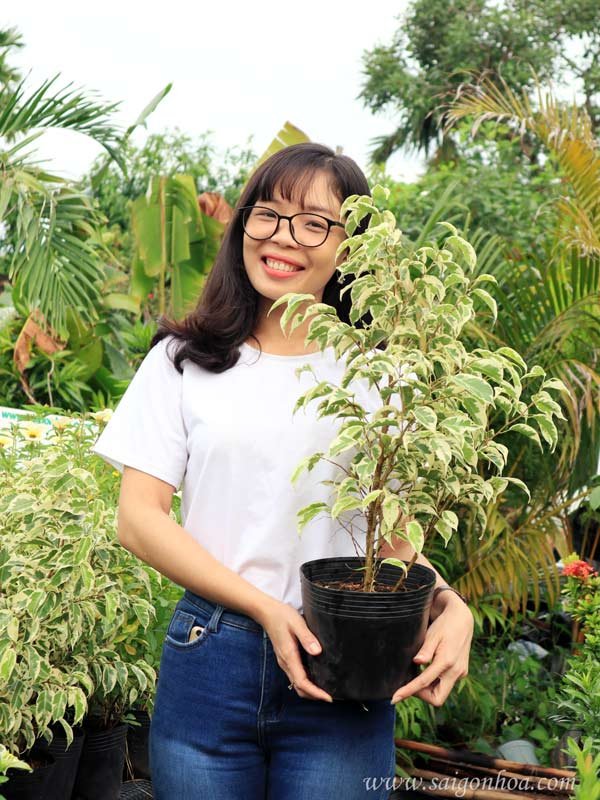Cây Sanh Cẩm Thạch