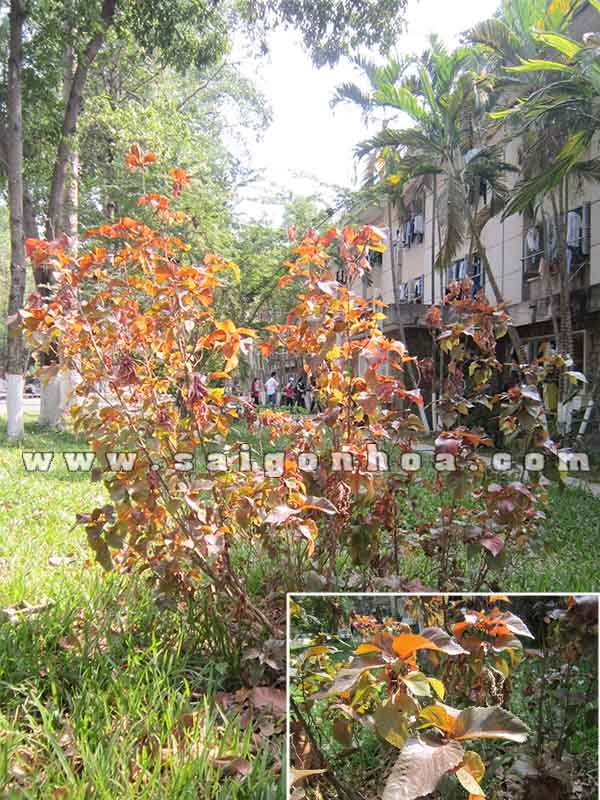 Cây Phổi Bò